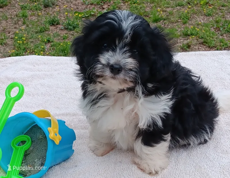 Toni – Pomapoo puppy for sale in Rutherfordton, NC