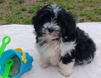 Toni, a female Pomapoo for sale in Rutherfordton, NC – 1 of 1