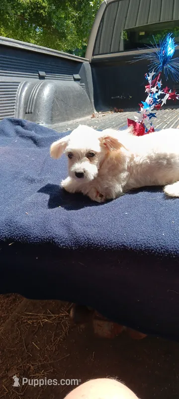 Tessa – Pomapoo puppy for sale in Rutherfordton, NC