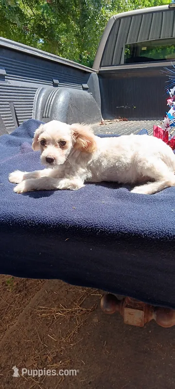 Taylor, a female Pomapoo for sale in Rutherfordton, NC – 1 of 1