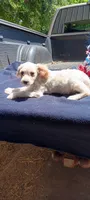 Taylor, a female Pomapoo for sale in Rutherfordton, NC – 1 of 1