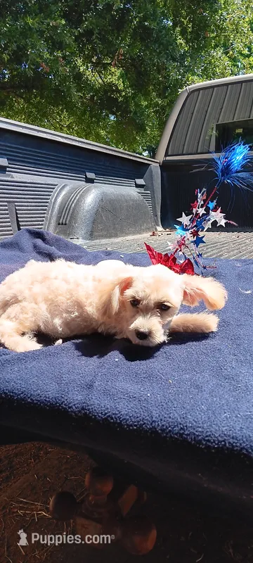 Tebow – Pomapoo puppy for sale in Rutherfordton, NC