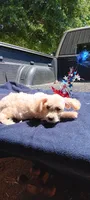Tebow, a male Pomapoo for sale in Rutherfordton, NC – 1 of 1