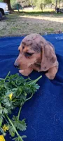 Sissy, a female Miniature Dachshund for sale in Rutherfordton, NC – Photo 2 of 2