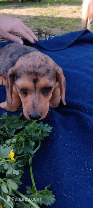 Sissy – Miniature Dachshund puppy for sale in Rutherfordton, NC
