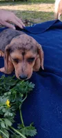 Sissy, a female Miniature Dachshund for sale in Rutherfordton, NC – Photo 1 of 2