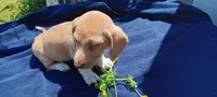 Sassy, a female Miniature Dachshund for sale in Rutherfordton, NC – Photo 2 of 2