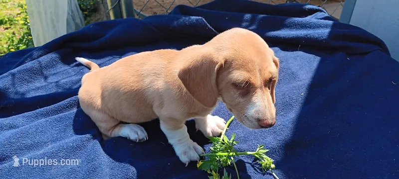 Sassy – Miniature Dachshund puppy for sale in Rutherfordton, NC