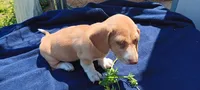 Sassy, a female Miniature Dachshund for sale in Rutherfordton, NC – Photo 1 of 2