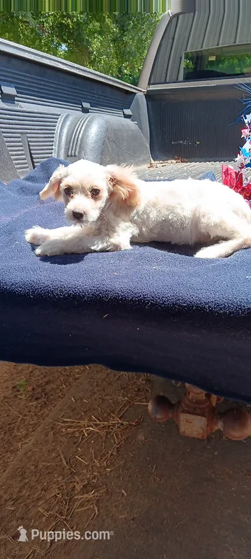 Tucker – Pomapoo puppy for sale in Rutherfordton, NC