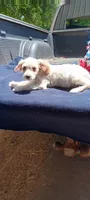 Tucker, a male Pomapoo for sale in Rutherfordton, NC – 1 of 1