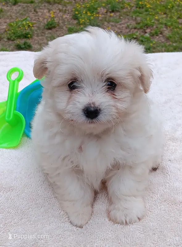 Taylor – Pomapoo puppy for sale in Rutherfordton, NC