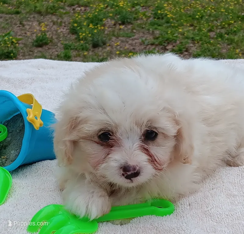 Tucker – Pomapoo puppy for sale in Rutherfordton, NC