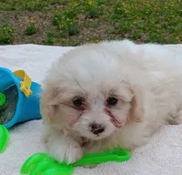 Tucker, a male Pomapoo for sale in Rutherfordton, NC – 1 of 1