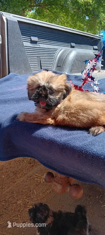 Bucky – Shih Tzu puppy for sale in Rutherfordton, NC