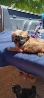 Bucky, a male Shih Tzu for sale in Rutherfordton, NC – 1 of 1