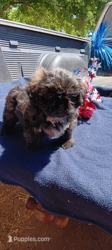 Binky – Shih Tzu puppy for sale in Rutherfordton, NC