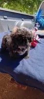 Binky, a female Shih Tzu for sale in Rutherfordton, NC – 1 of 1