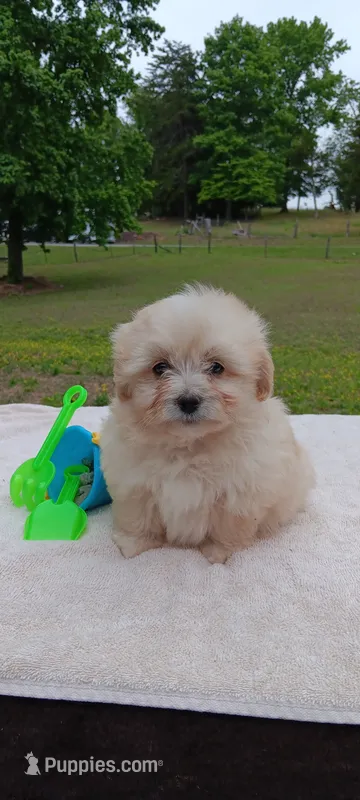 Tessa – Pomapoo puppy for sale in Rutherfordton, NC