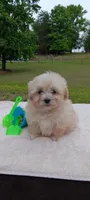 Tessa, a female Pomapoo for sale in Rutherfordton, NC – 1 of 1
