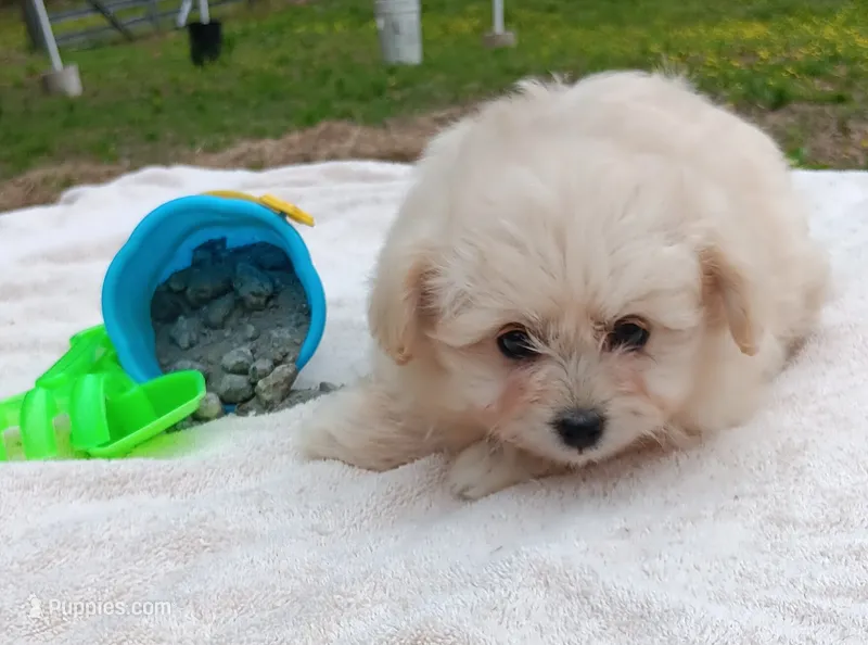 Tebow – Pomapoo puppy for sale in Rutherfordton, NC
