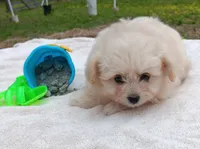 Tebow, a male Pomapoo for sale in Rutherfordton, NC – 1 of 1