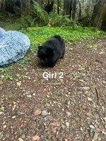 Girl 2, a female Pomeranian for sale in Snohomish, WA – Photo 2 of 2