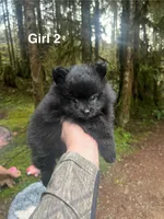 Girl 2, a female Pomeranian for sale in Snohomish, WA – Photo 1 of 2