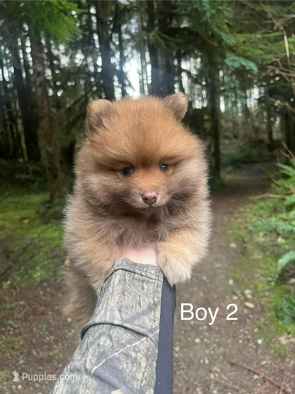 Boy 2