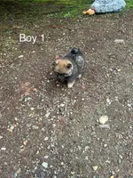 Boy1, a male Pomeranian for sale in Snohomish, WA – Photo 2 of 2