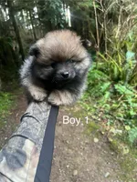 Boy1, a male Pomeranian for sale in Snohomish, WA – Photo 1 of 2