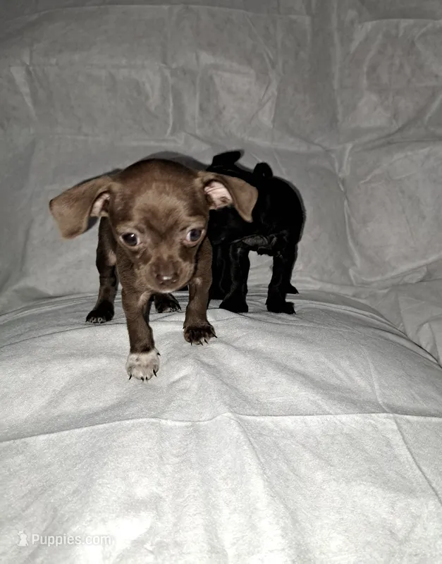 Luna – Chihuahua puppy for sale in Laurinburg, NC
