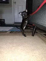 Venus, a female Chihuahua for sale in Laurinburg, NC – 2 of 2