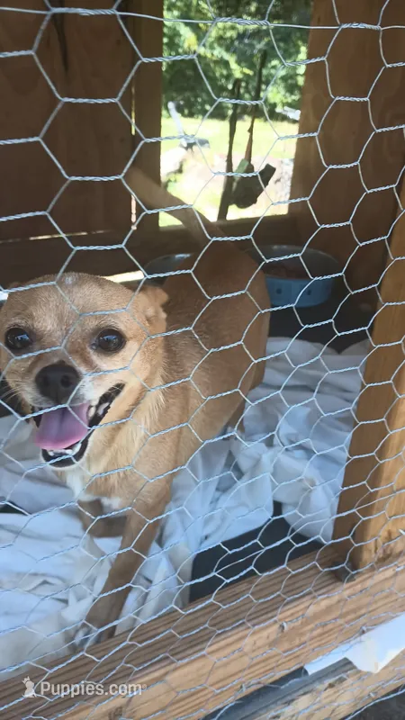 Punkin – Chihuahua puppy for sale in Laurinburg, NC
