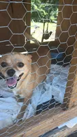 Punkin, a female Chihuahua for sale in Laurinburg, NC – 1 of 3