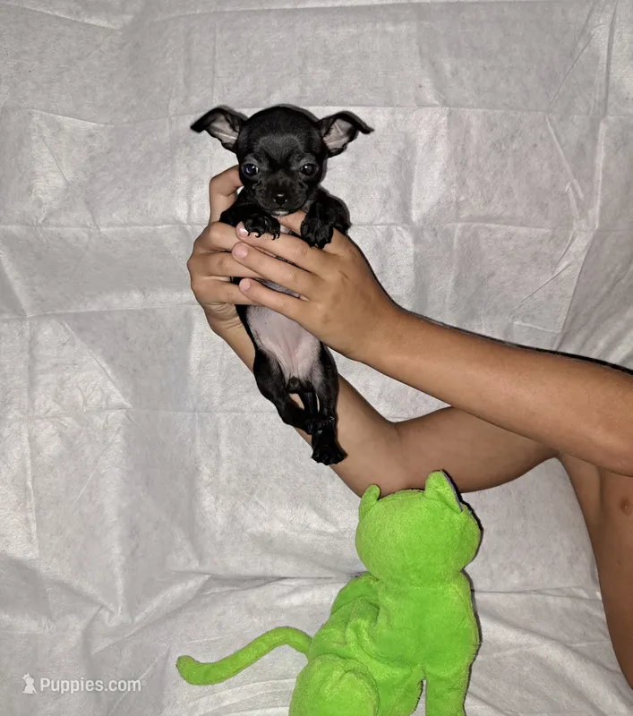 Venus – Chihuahua puppy for sale in Laurinburg, NC