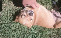 Punkin, a female Chihuahua for sale in Laurinburg, NC – 3 of 3