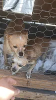 Punkin, a female Chihuahua for sale in Laurinburg, NC – 2 of 3