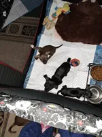 Luna, a female Chihuahua for sale in Laurinburg, NC – 3 of 4