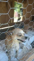 Buttercup, a female Chihuahua for sale in Laurinburg, NC – 3 of 3