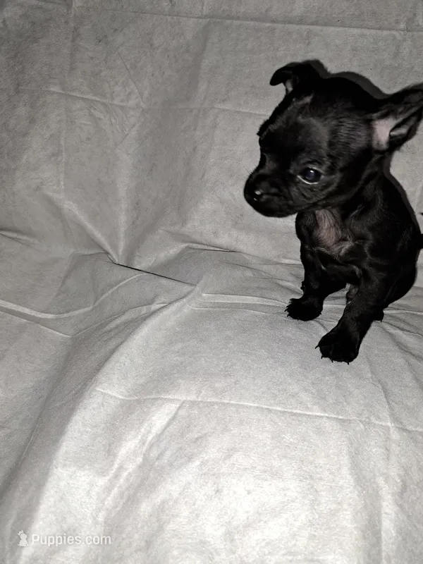 Bruno – Chihuahua puppy for sale in Laurinburg, NC