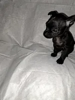 Bruno, a male Chihuahua for sale in Laurinburg, NC – 1 of 2