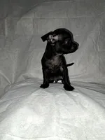 Bruno, a male Chihuahua for sale in Laurinburg, NC – 2 of 2
