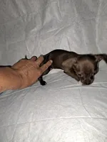 Luna, a female Chihuahua for sale in Laurinburg, NC – 2 of 4