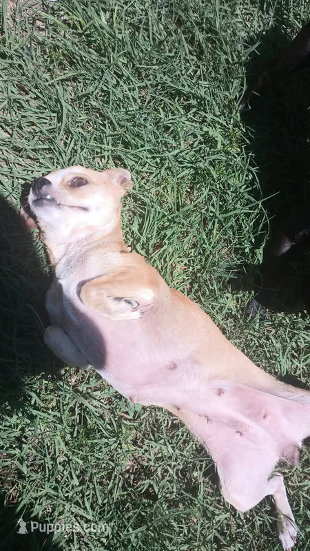 Buttercup – Chihuahua puppy for sale in Laurinburg, NC