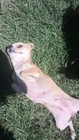Buttercup, a female Chihuahua for sale in Laurinburg, NC – 1 of 3
