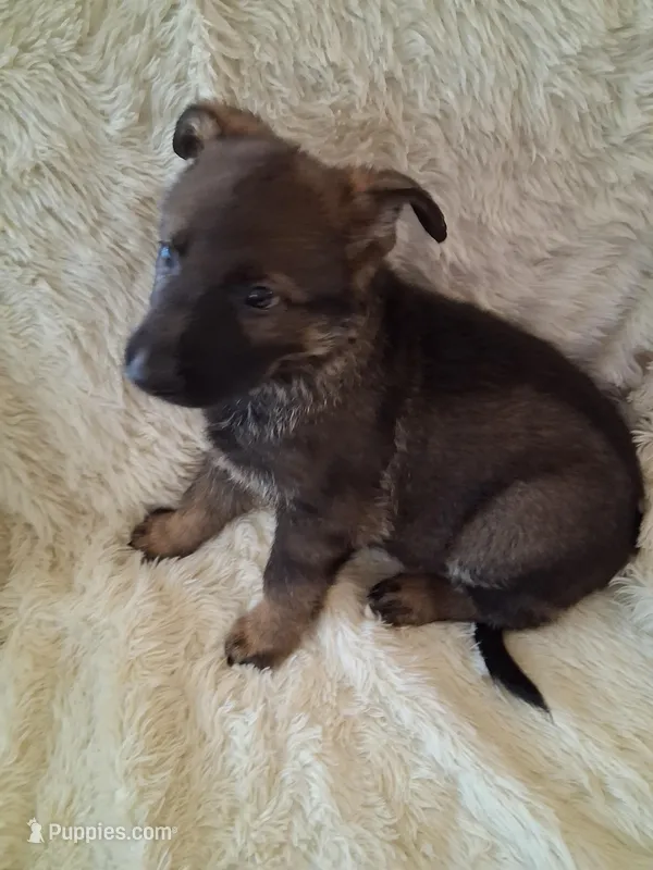 Grey Collar – German Shepherd Dog puppy for sale in Salem, IN