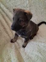 Pink Collar, a female German Shepherd Dog for sale in Salem, IN – Photo 2 of 2