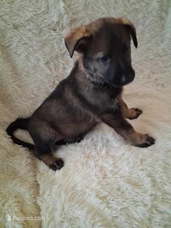 Pink Collar – German Shepherd Dog puppy for sale in Salem, IN