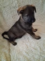 Pink Collar, a female German Shepherd Dog for sale in Salem, IN – Photo 1 of 2